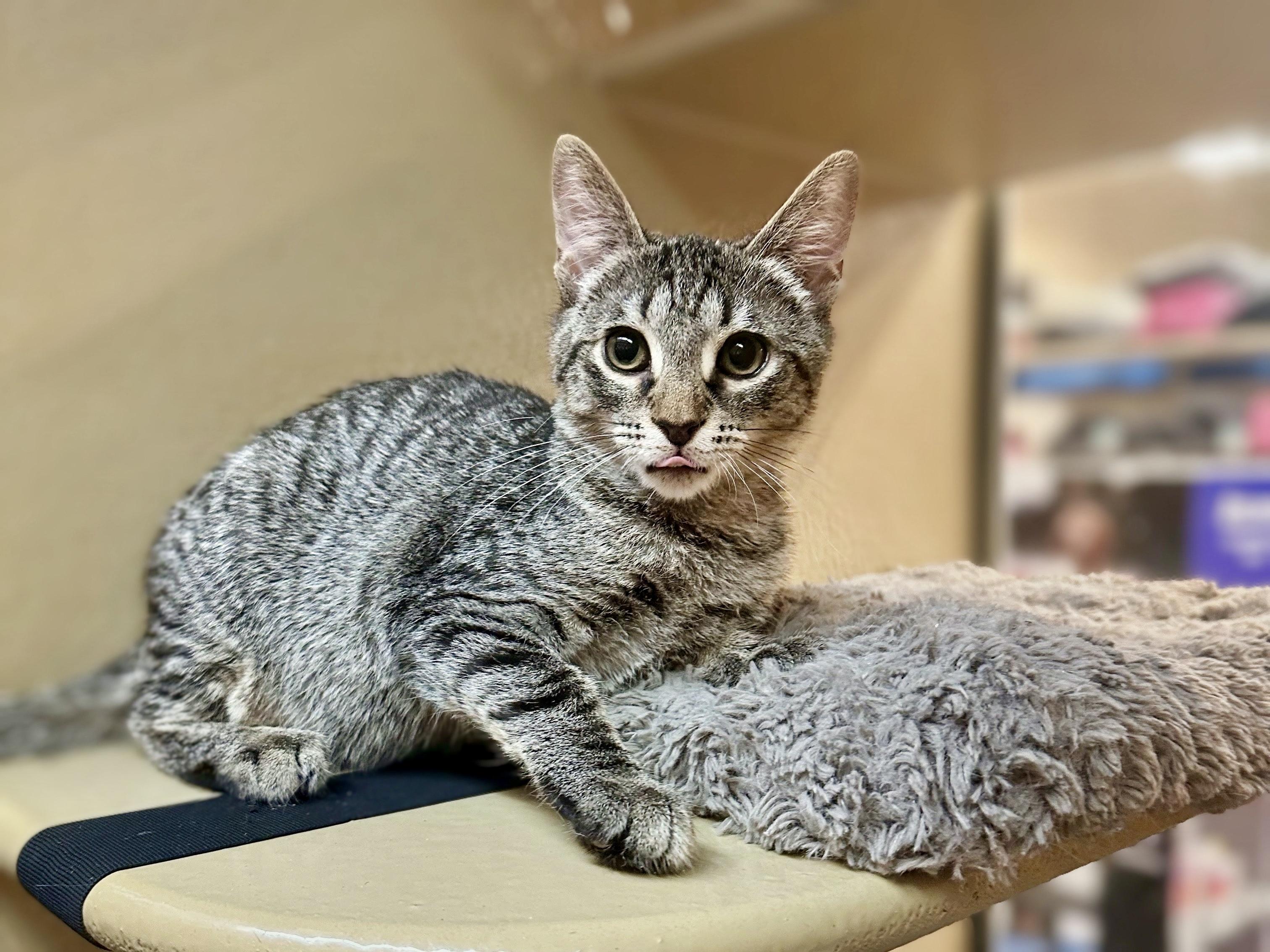 Enlarge Freemont Peak, a Adopted Domestic Short Hair in Apex, NC image 4/5