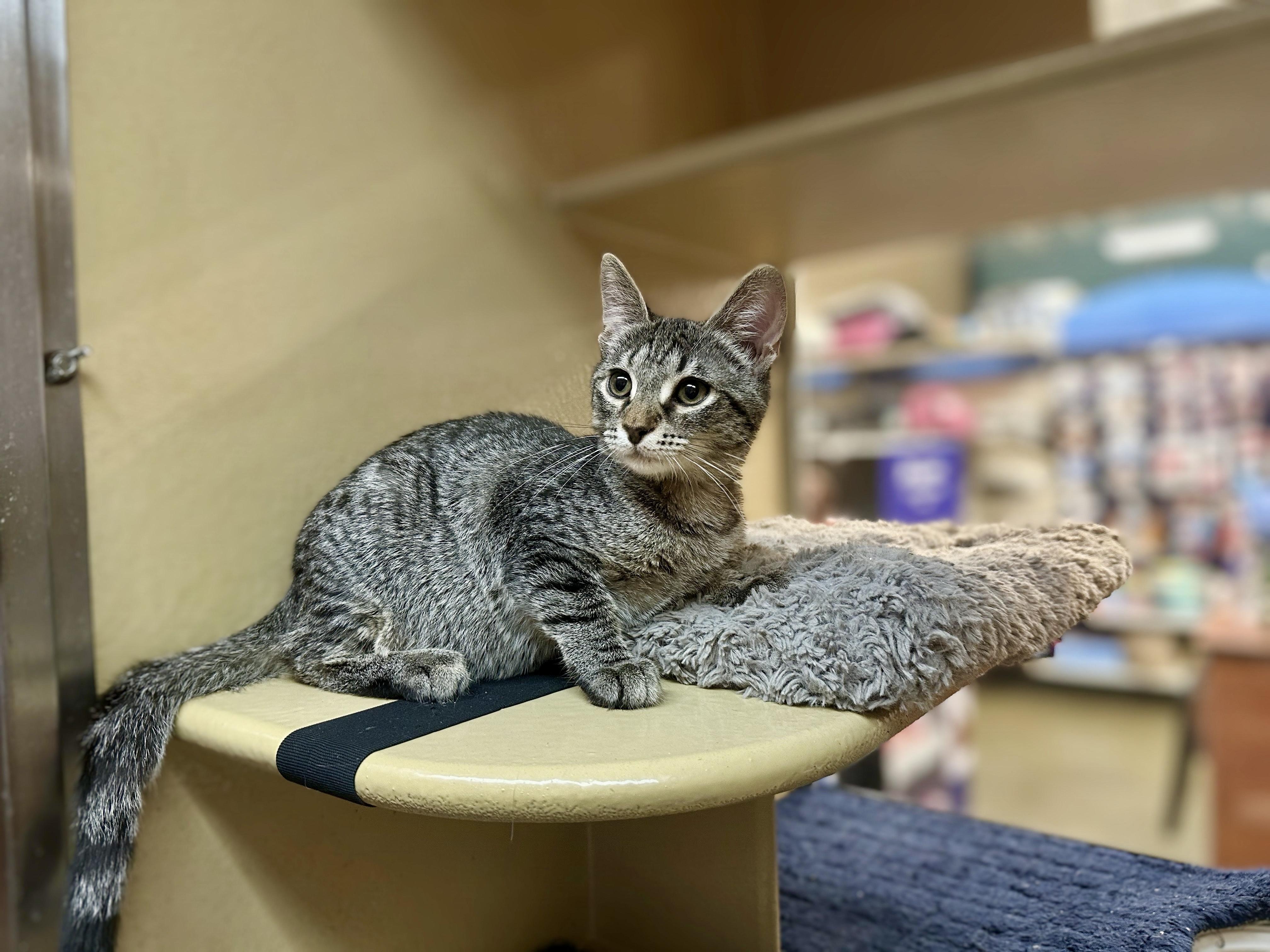Enlarge Freemont Peak, a Adopted Domestic Short Hair in Apex, NC image 2/5