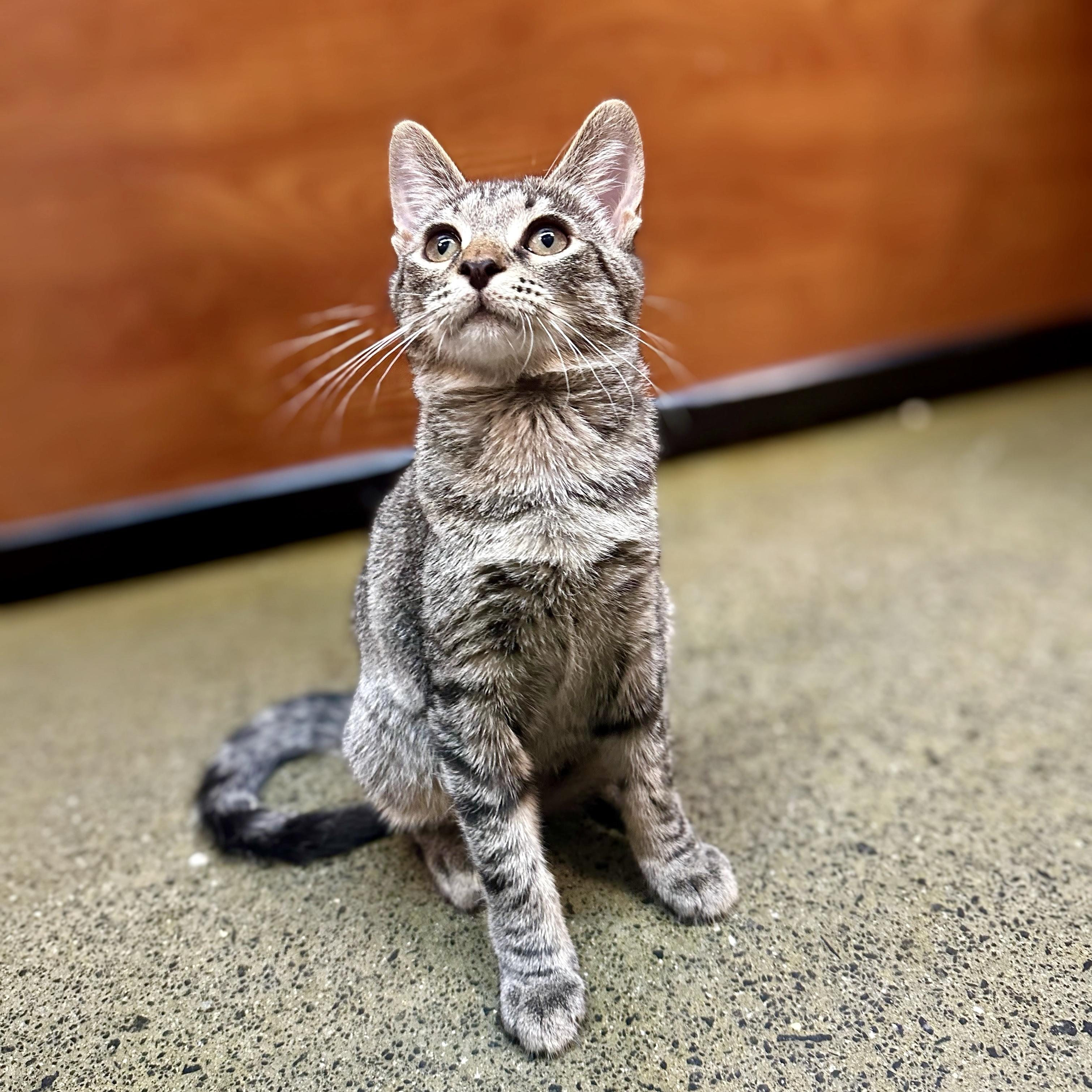 Enlarge Freemont Peak, a Adopted Domestic Short Hair in Apex, NC image 3/5