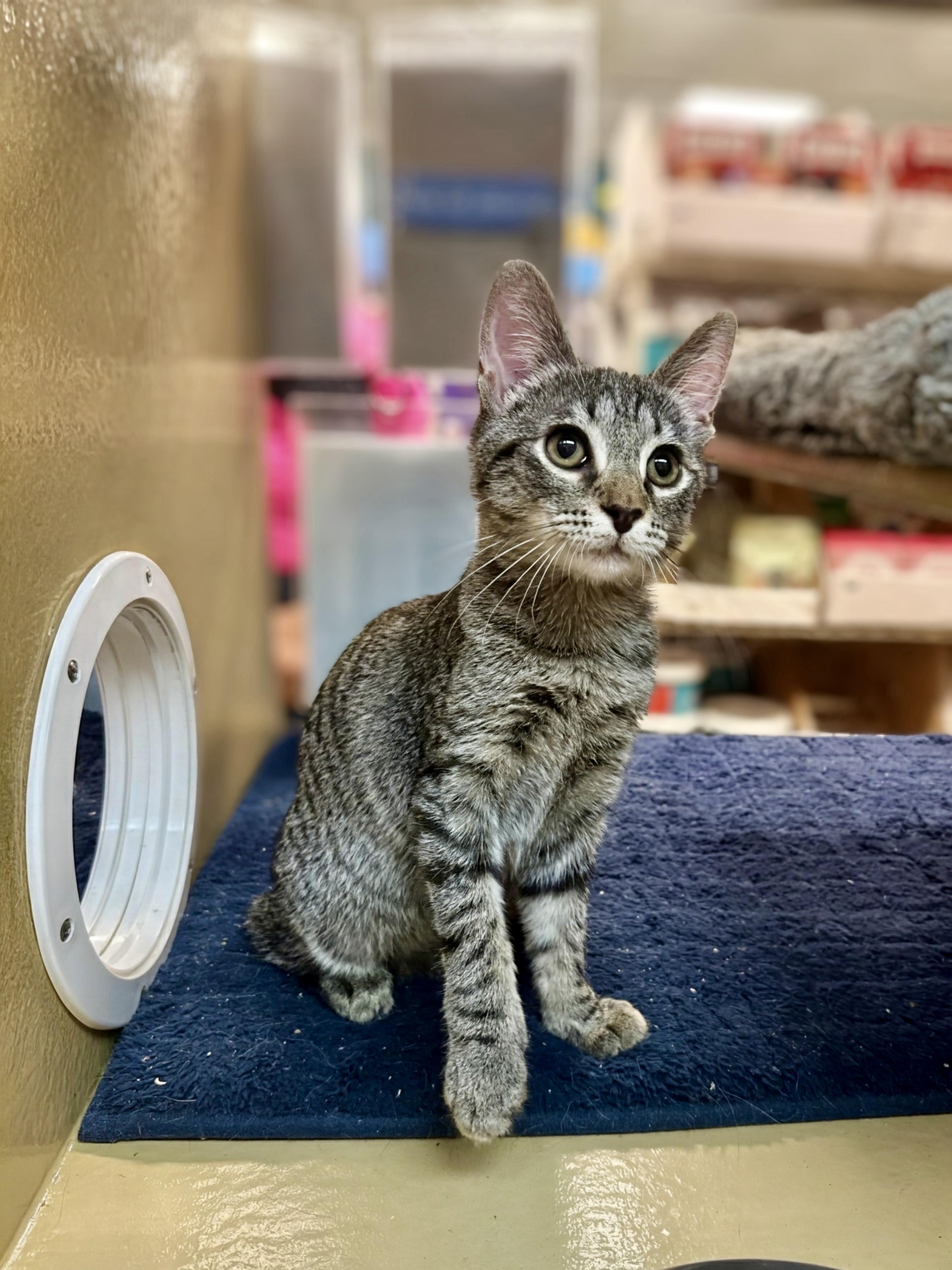 Freemont Peak, Adopted, Kitten Male Domestic Short Hair.