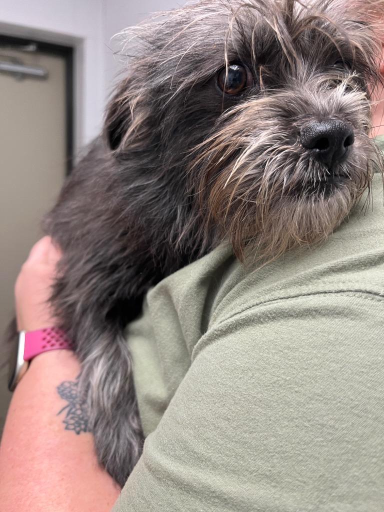 Leo, Adoptable, Young Male Mixed Breed.