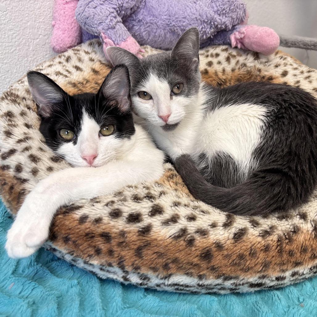 Dizzy, Adoptable, Young Female Domestic Short Hair.