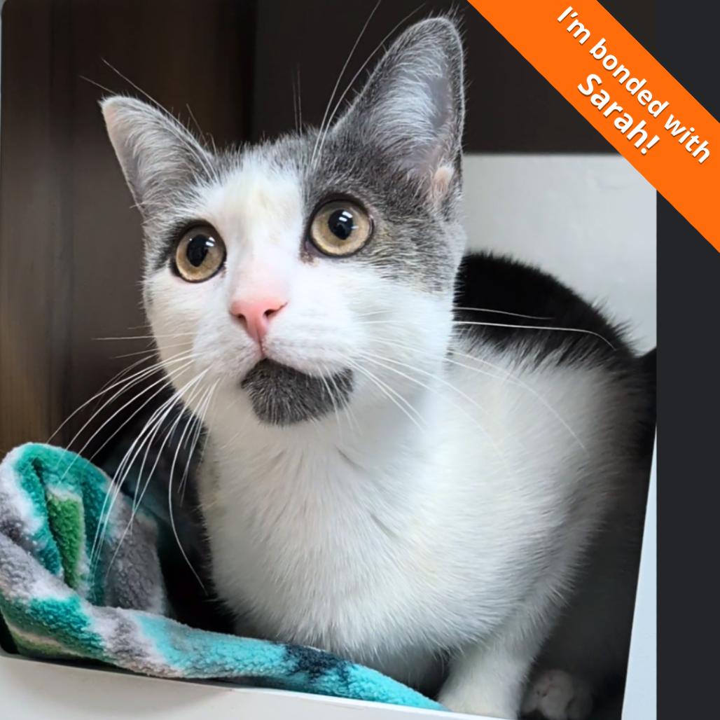 Enlarge Dizzy, a Adoptable Domestic Short Hair in Pleasant Hill, CA image 3/6