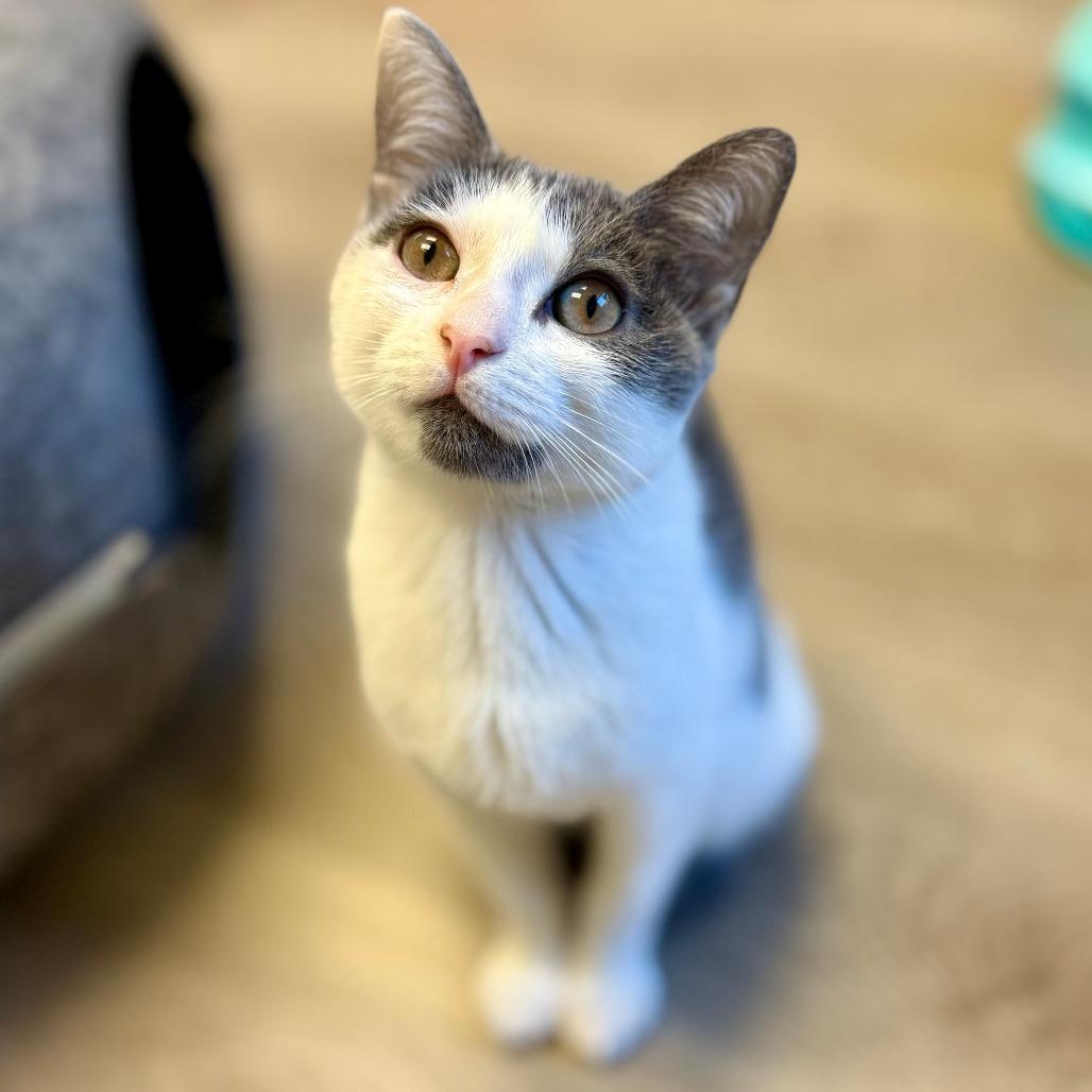 Enlarge Dizzy, a Adoptable Domestic Short Hair in Pleasant Hill, CA image 4/6