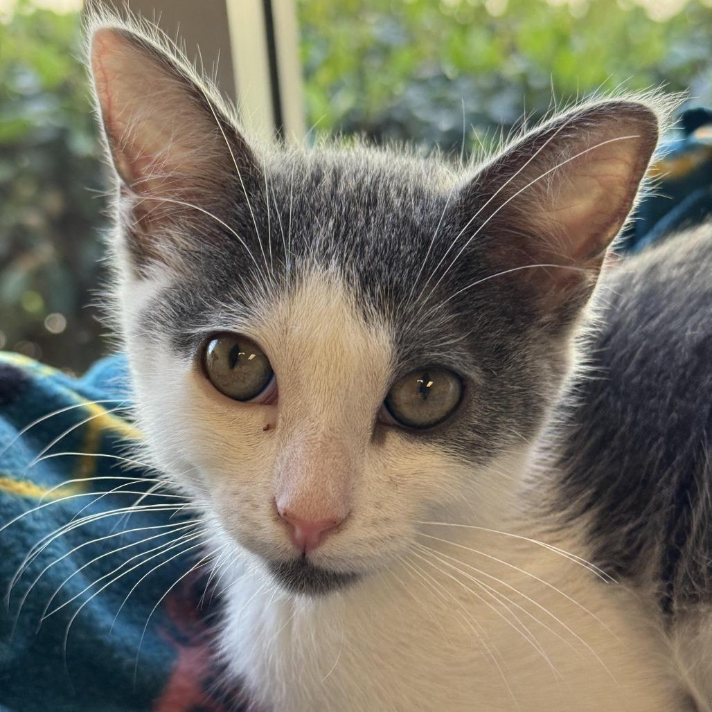 Enlarge Dizzy, a Adoptable Domestic Short Hair in Pleasant Hill, CA image 5/6