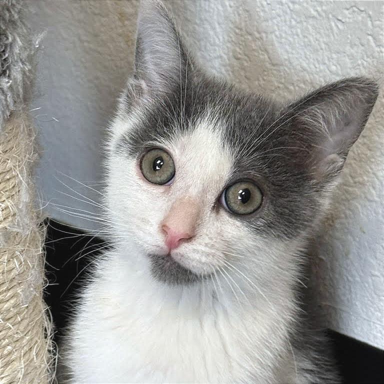 Enlarge Dizzy, a Adoptable Domestic Short Hair in Pleasant Hill, CA image 6/6