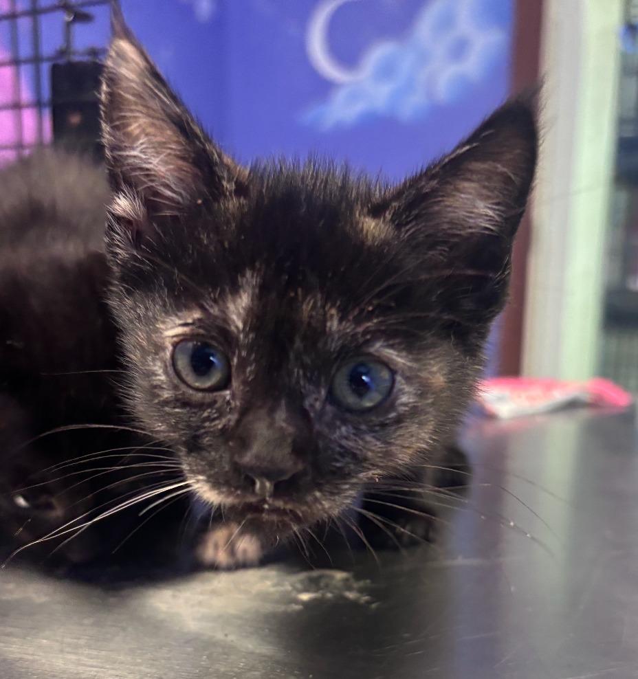 River, Adoptable, Kitten Female Domestic Short Hair.