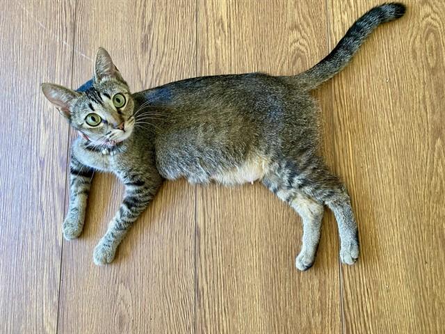 NANCY, Adoptable, Young Female Domestic Short Hair.