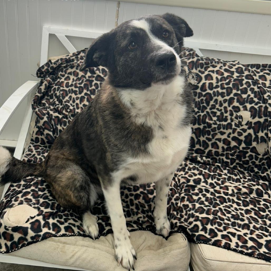 Molly, Adoptable, Adult Female Husky.