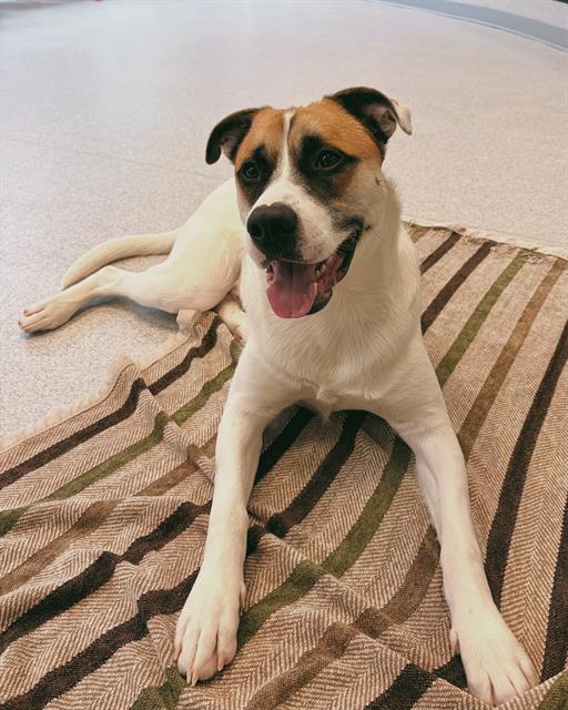 HENRY, Adoptable, Young Male Collie & German Shepherd Dog.