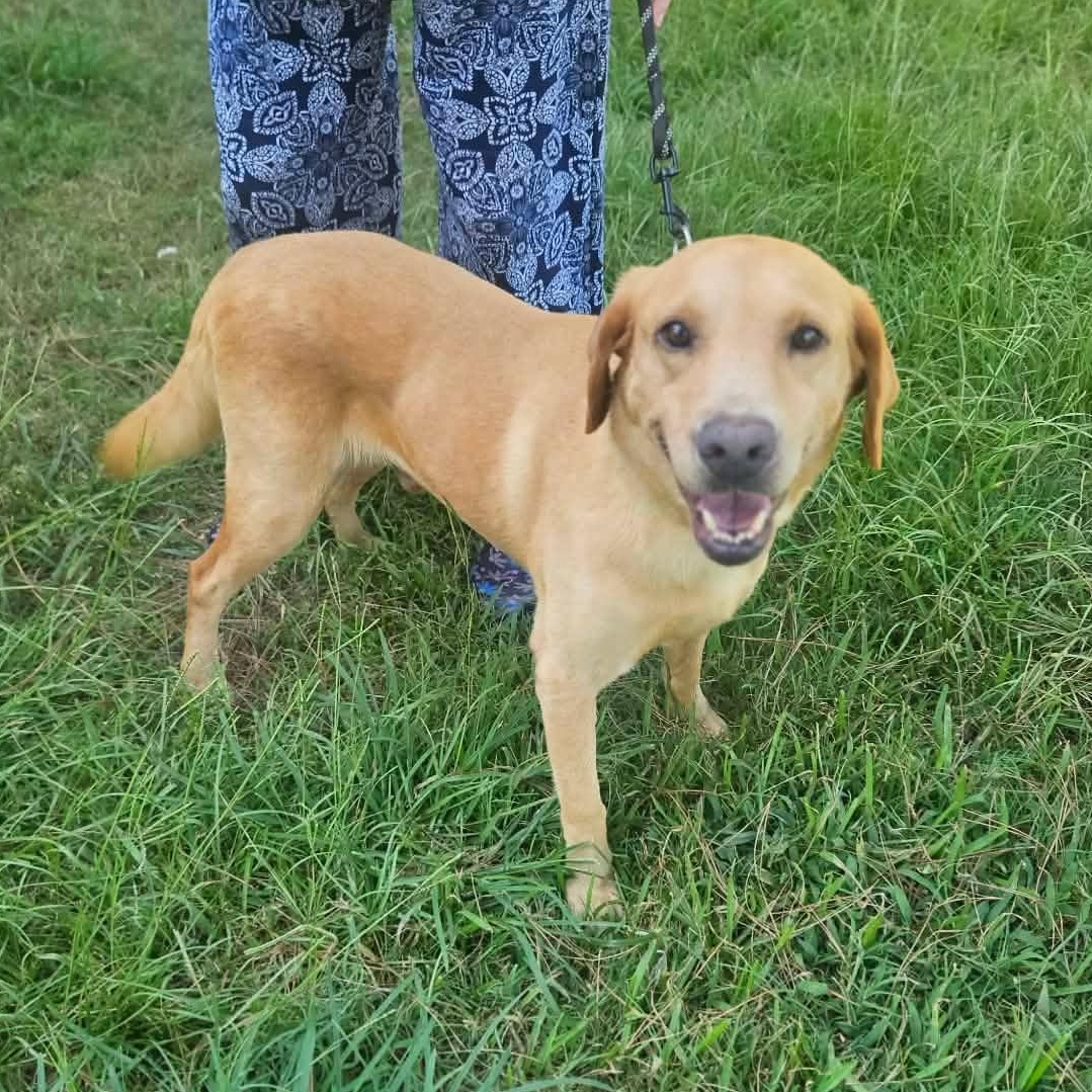 Ben, ADOPTABLE, Adult Male Yellow Labrador Retriever & German Shorthaired Pointer.