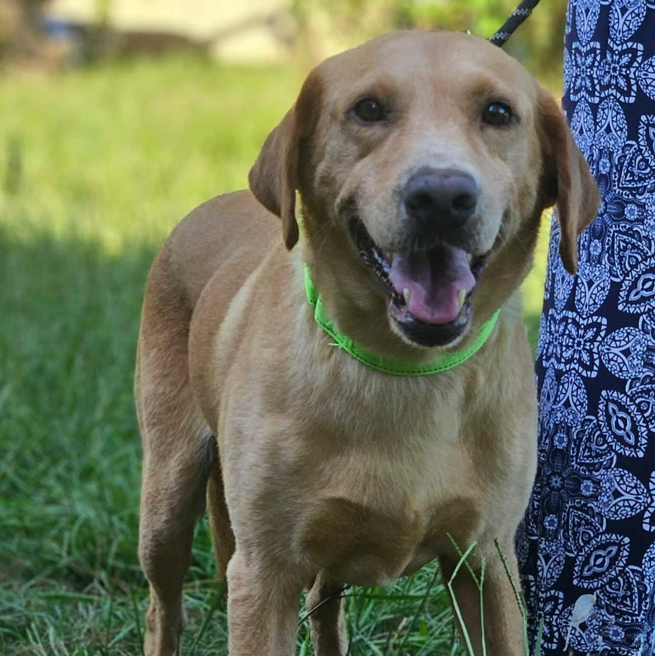 Ben, a ADOPTABLE mixed breed in Bethpage, NY image 3/3
