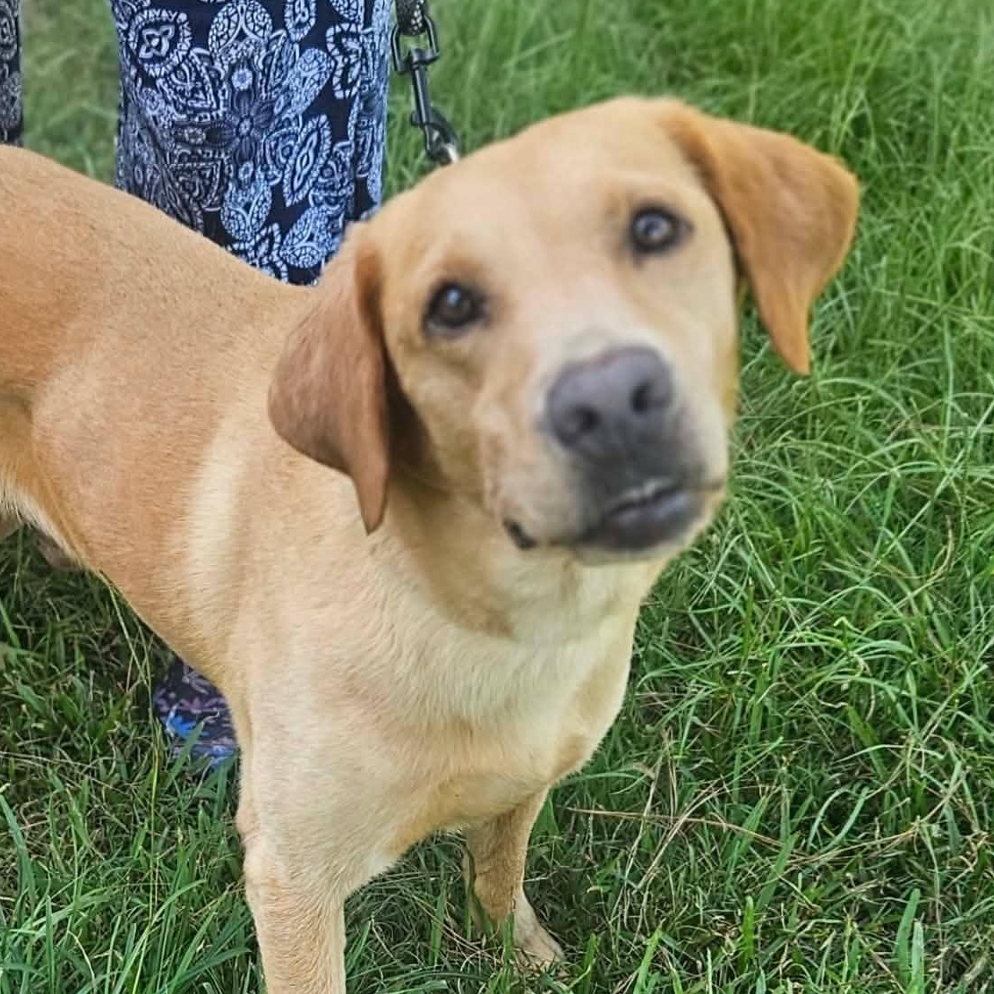 Ben, a ADOPTABLE mixed breed in Bethpage, NY image 2/3