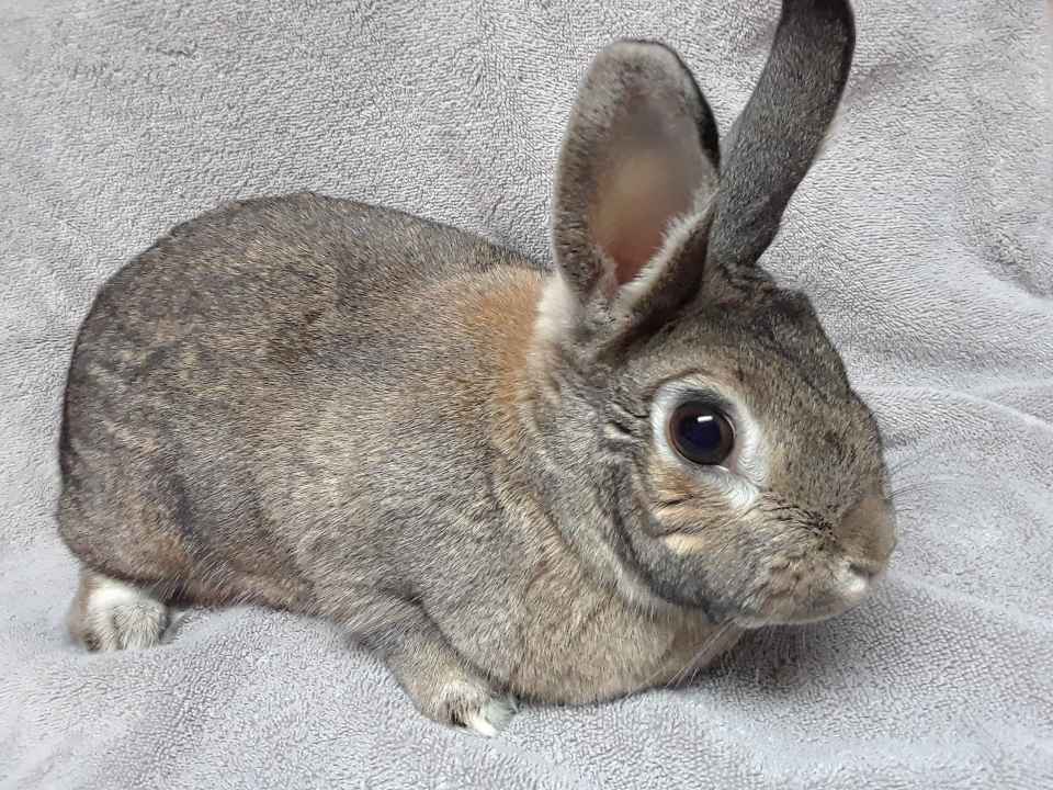Forever in Our Care: Hershey, a Adoptable Bunny Rabbit in Harrisburg, PA image 1/2