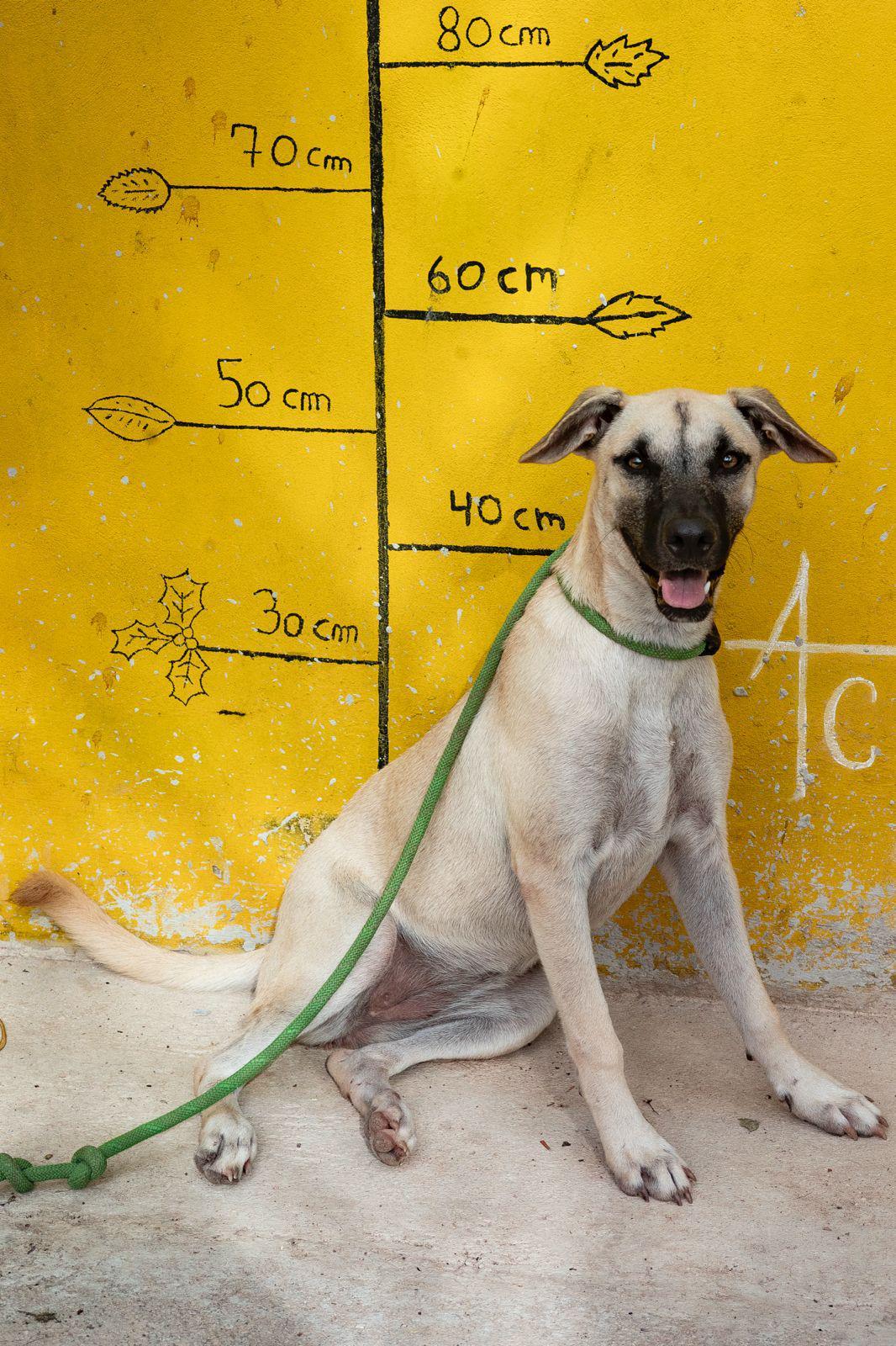 Enlarge Guerra, a Adoptable mixed breed in New York, NY image 6/6