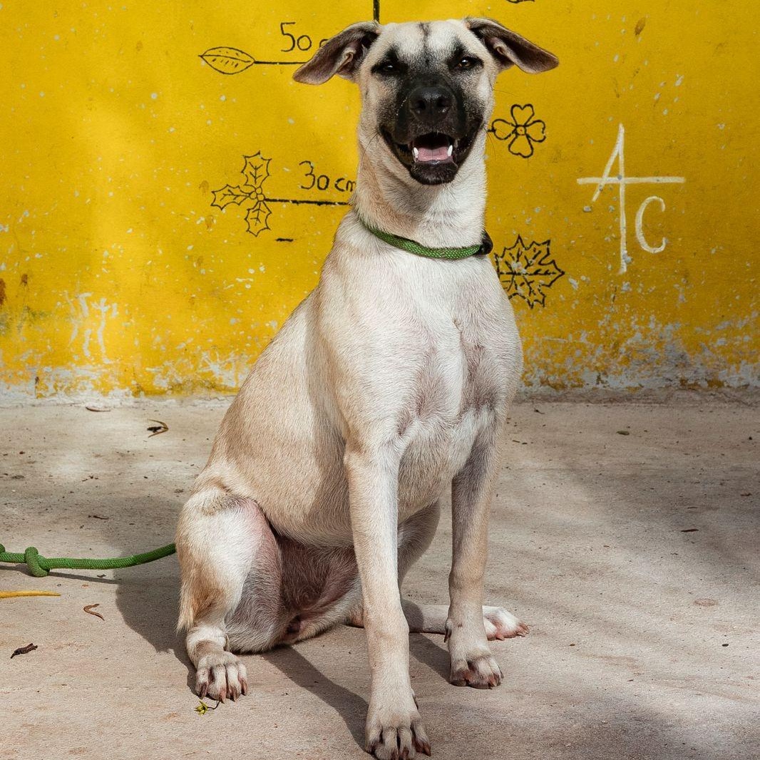 Guerra, Adoptable, Adult Female Anatolian Shepherd & Hound.
