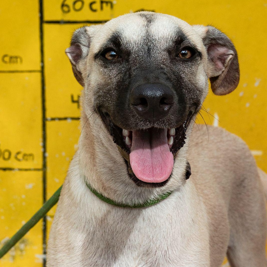 Enlarge Guerra, a Adoptable mixed breed in New York, NY image 2/6