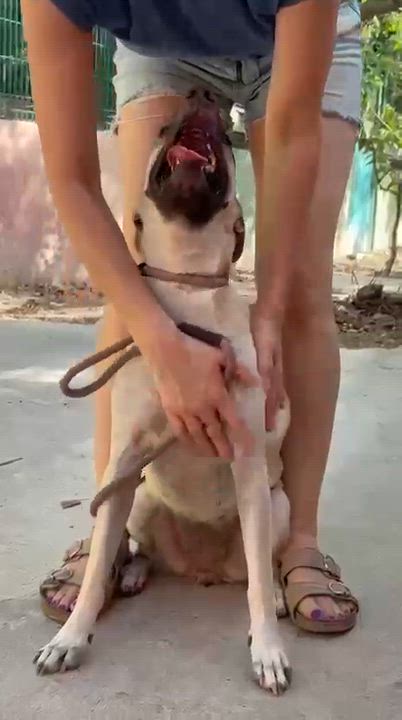Enlarge Guerra, a Adoptable mixed breed in New York, NY video 3/6