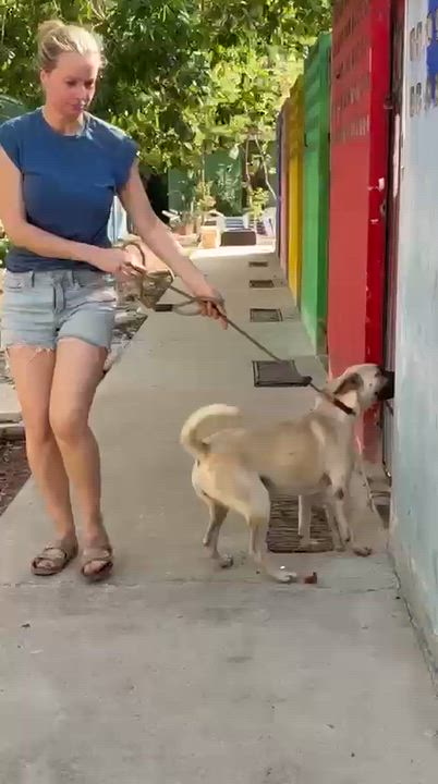 Enlarge Guerra, a Adoptable mixed breed in New York, NY video 4/6
