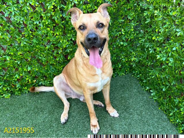 Enlarge TIKI, a Adoptable Mixed Breed in West Palm Beach, FL image 1/1