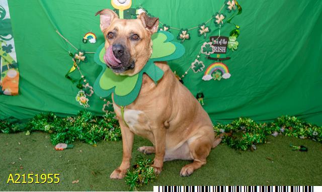 Enlarge TIKI, a Adoptable Mixed Breed in West Palm Beach, FL image 1/1