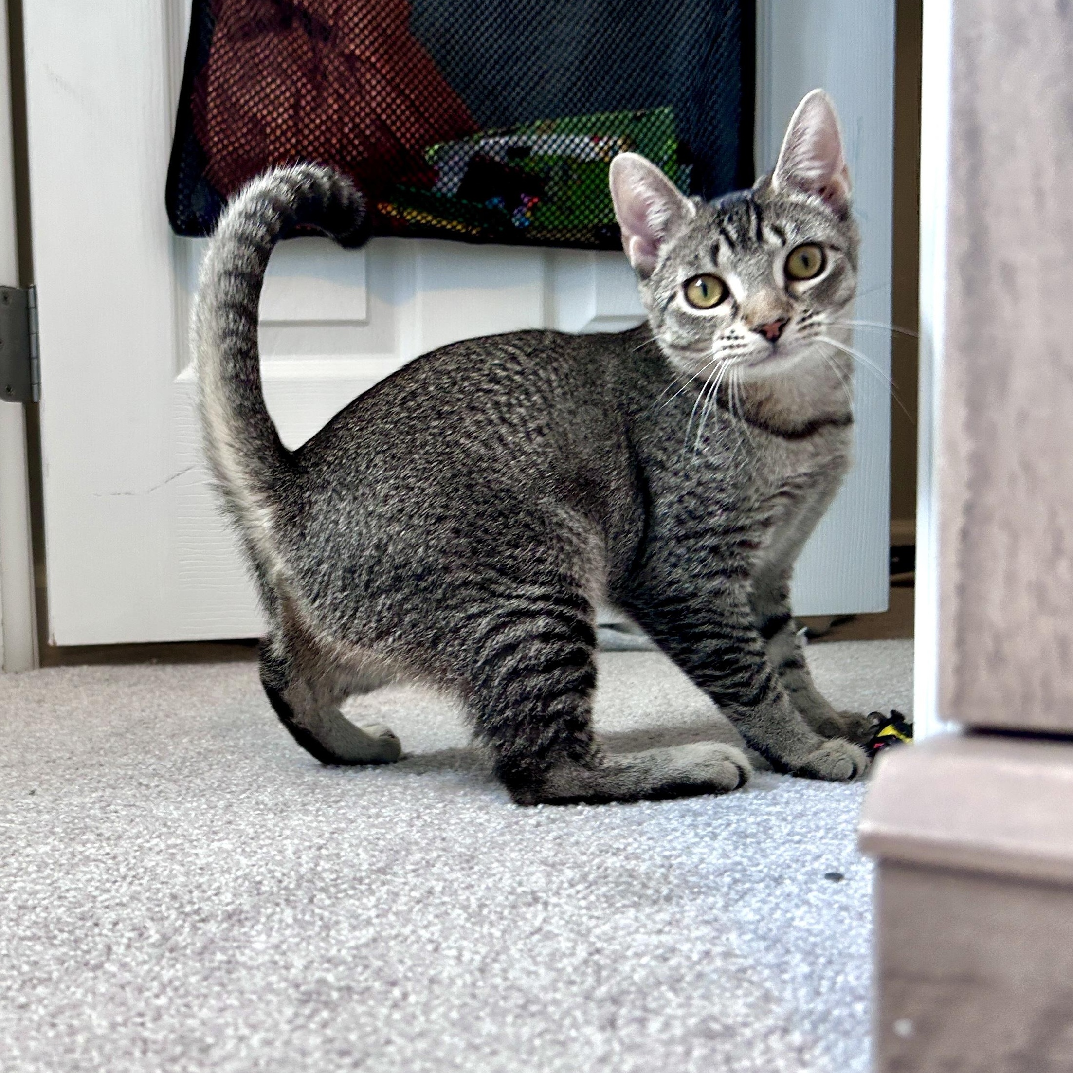 Enlarge Marley (super sweet), a Adopted Domestic Short Hair in Lancaster, PA image 2/6