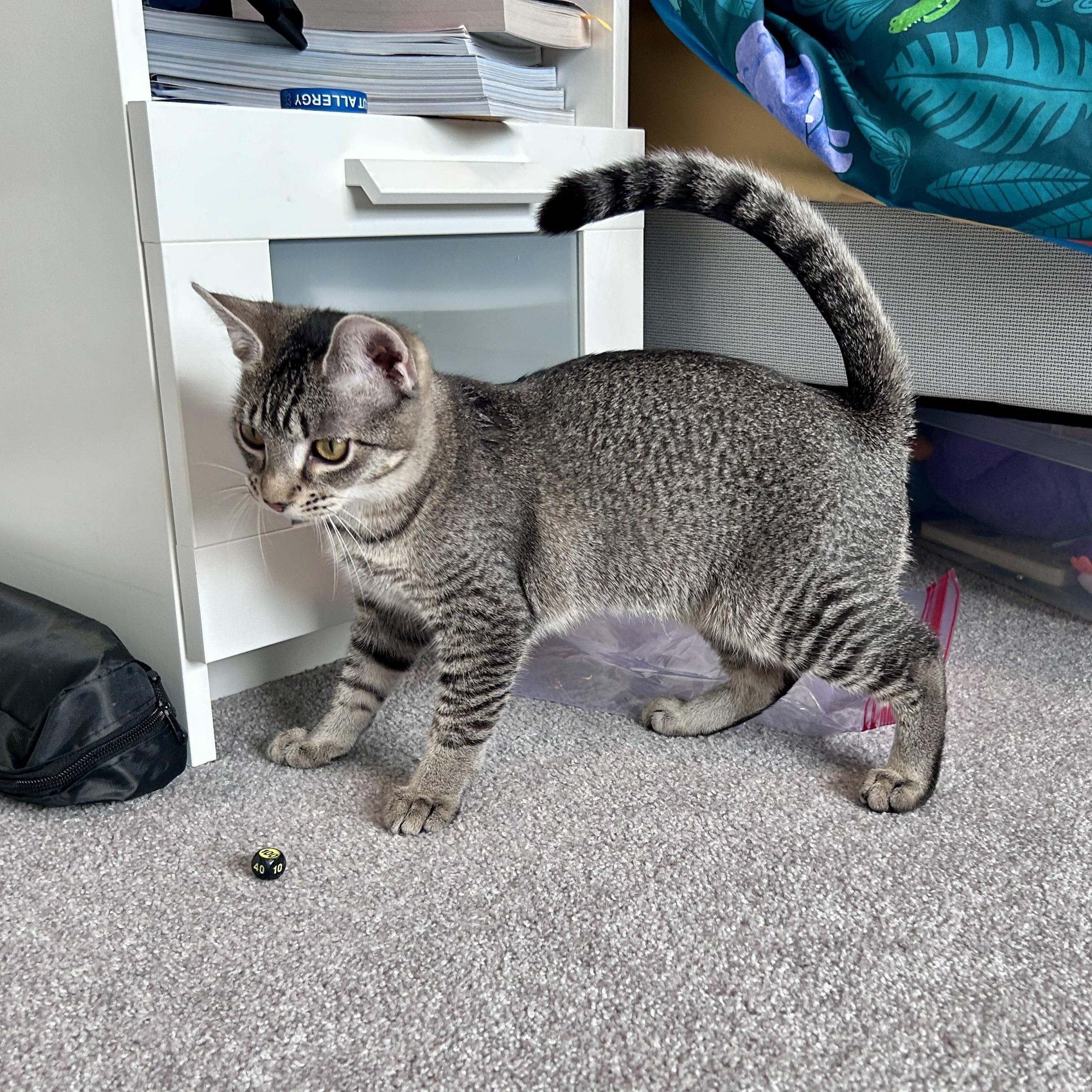 Enlarge Marley (super sweet), a Adopted Domestic Short Hair in Lancaster, PA image 6/6