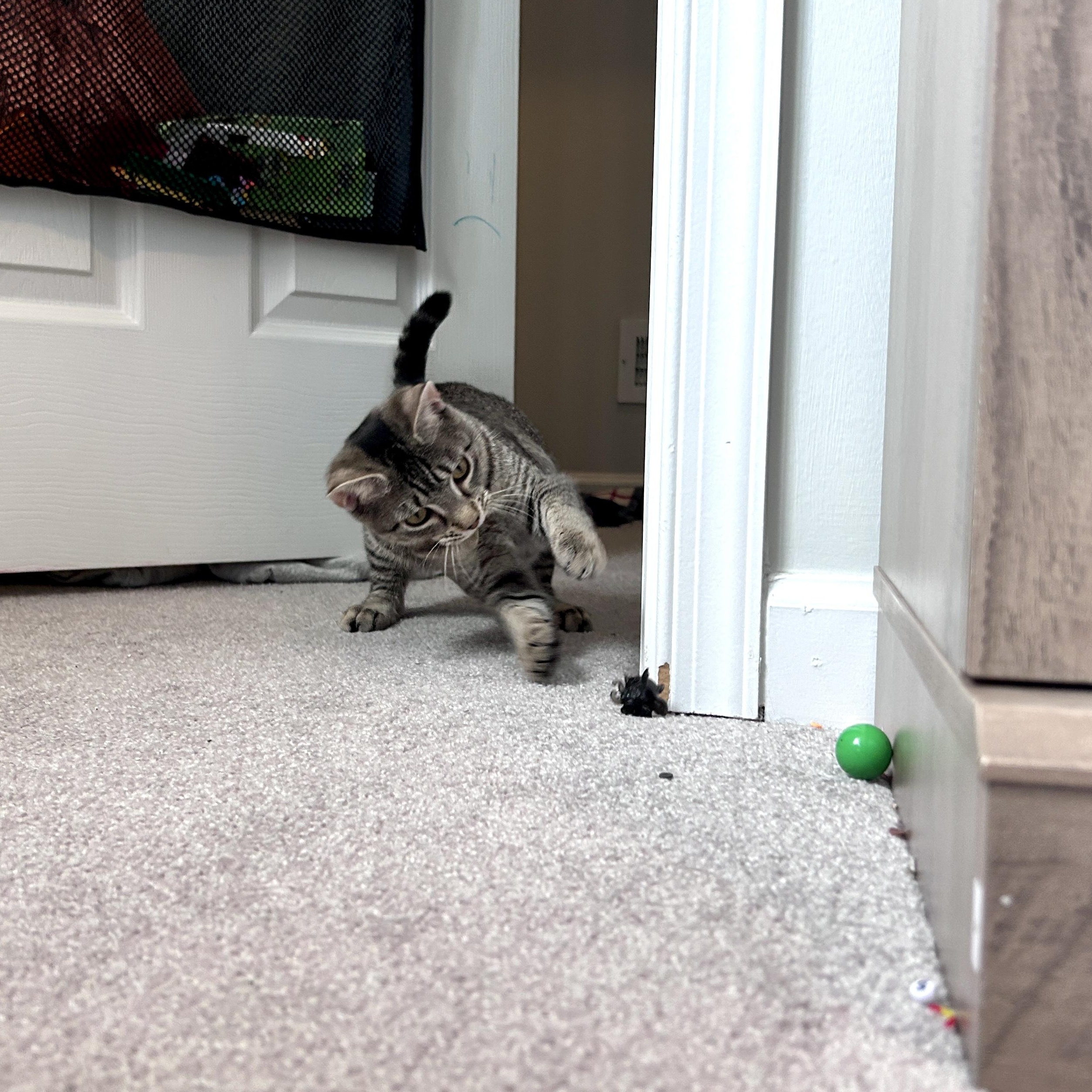 Enlarge Marley (super sweet), a Adopted Domestic Short Hair in Lancaster, PA image 5/6