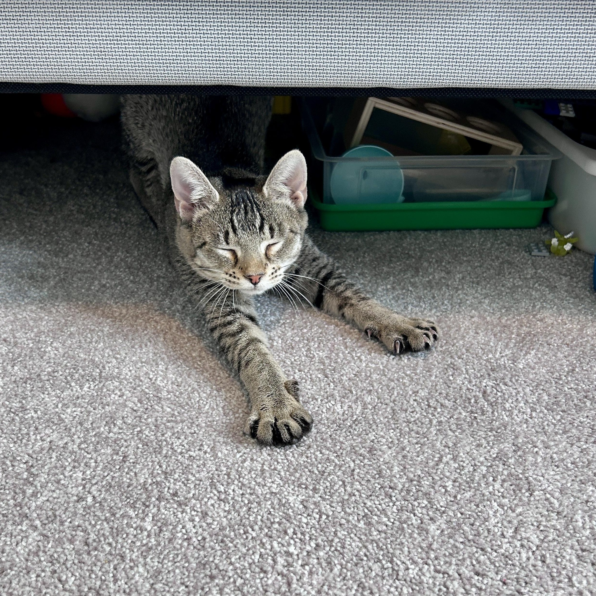 Enlarge Marley (super sweet), a Adopted Domestic Short Hair in Lancaster, PA image 3/6