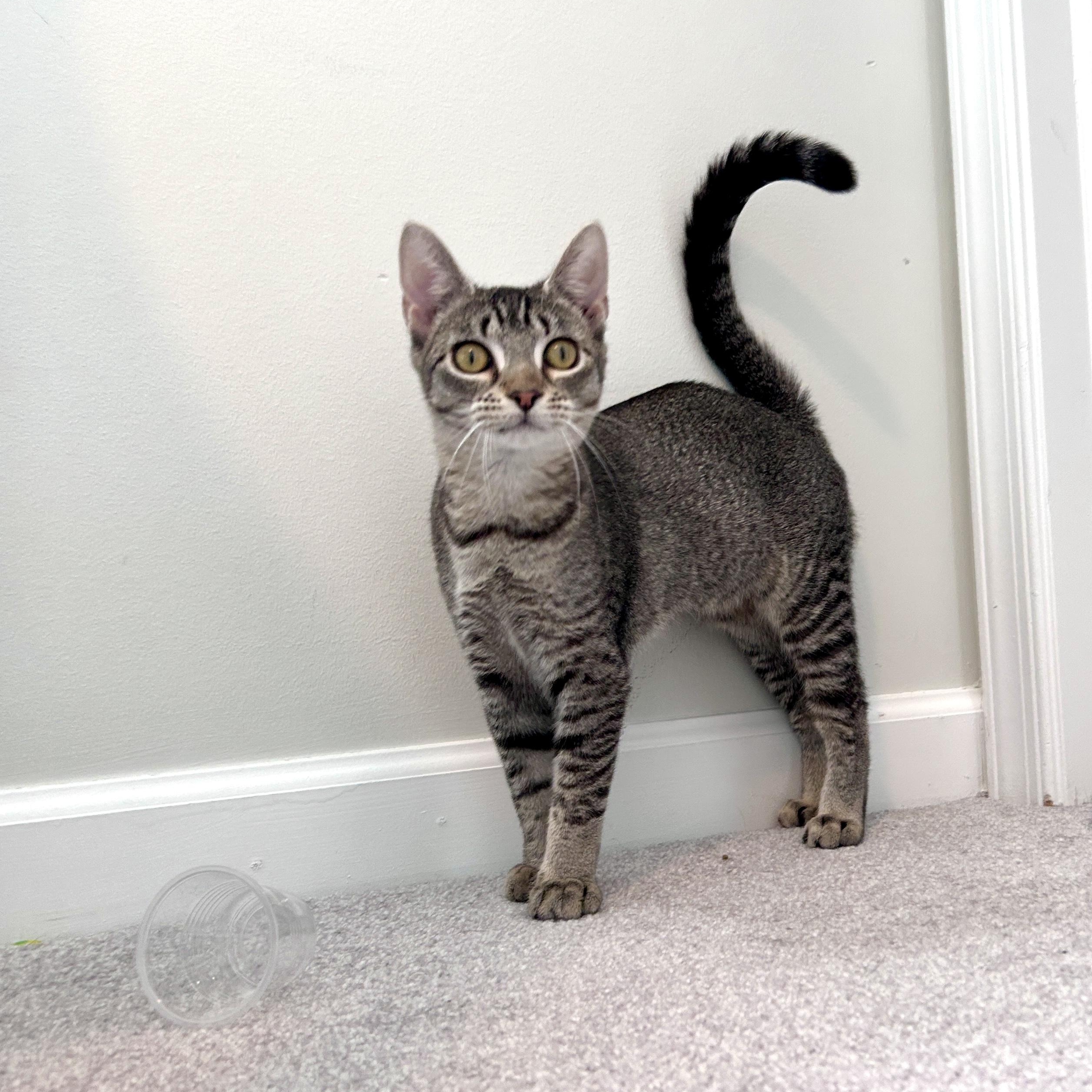 Enlarge Marley (super sweet), a Adopted Domestic Short Hair in Lancaster, PA image 4/6