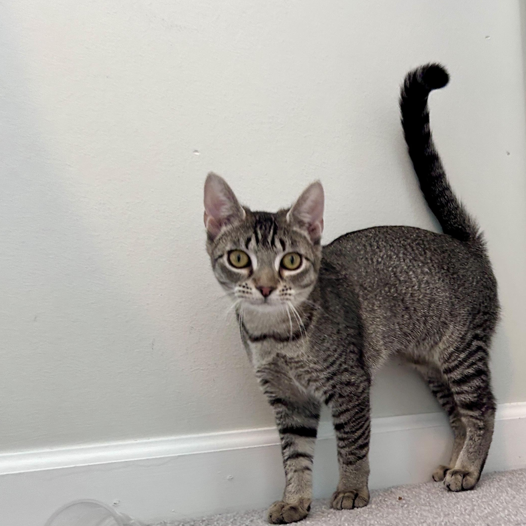 Marley (super sweet), Adopted, Kitten Female Domestic Short Hair.