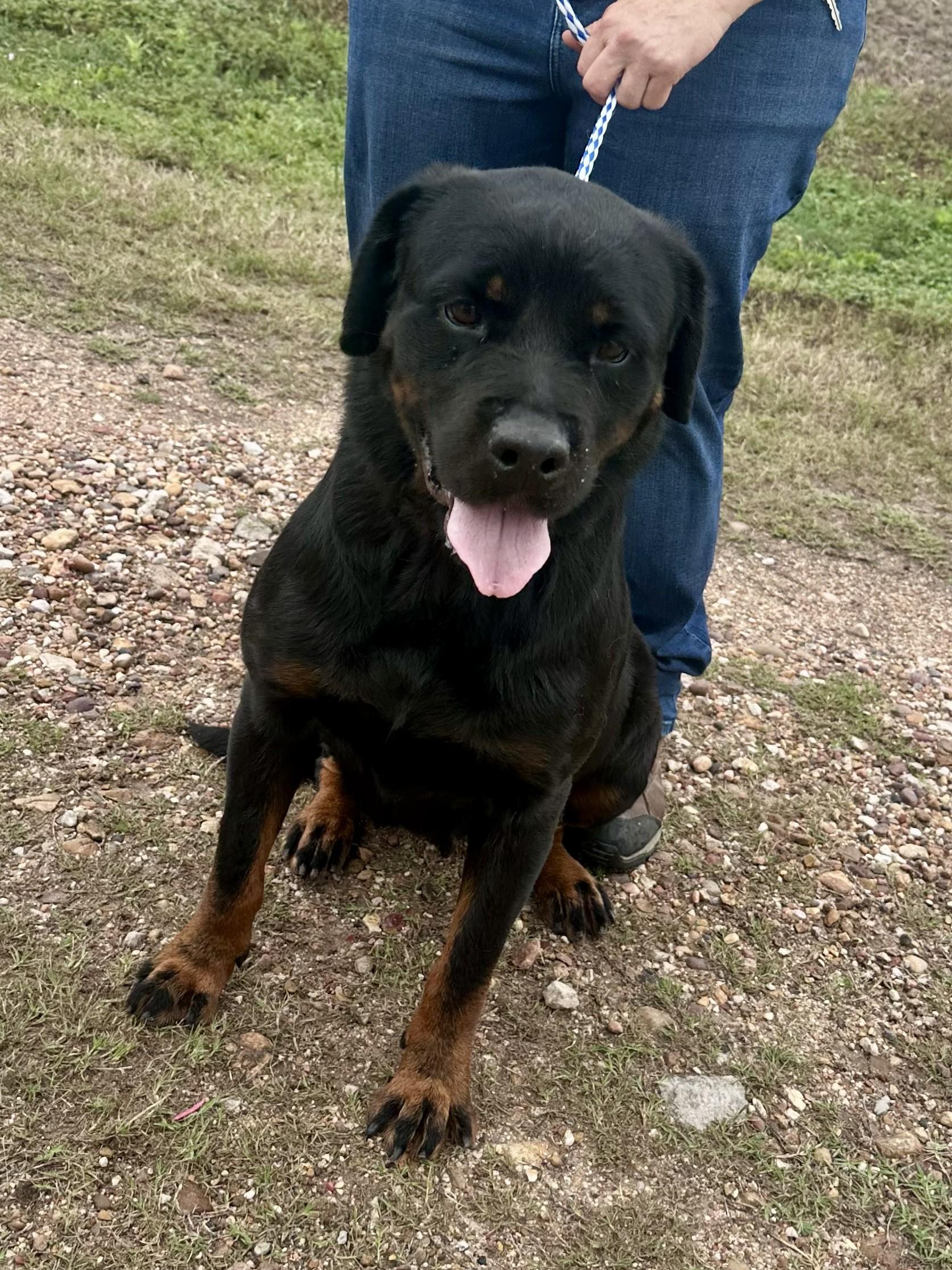Buggs, ADOPTABLE, Adult Female Rottweiler.
