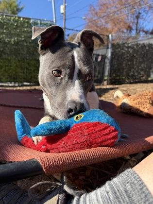 Enlarge Smokey, a Adoptable Mixed Breed in Cincinnati, OH image 3/3