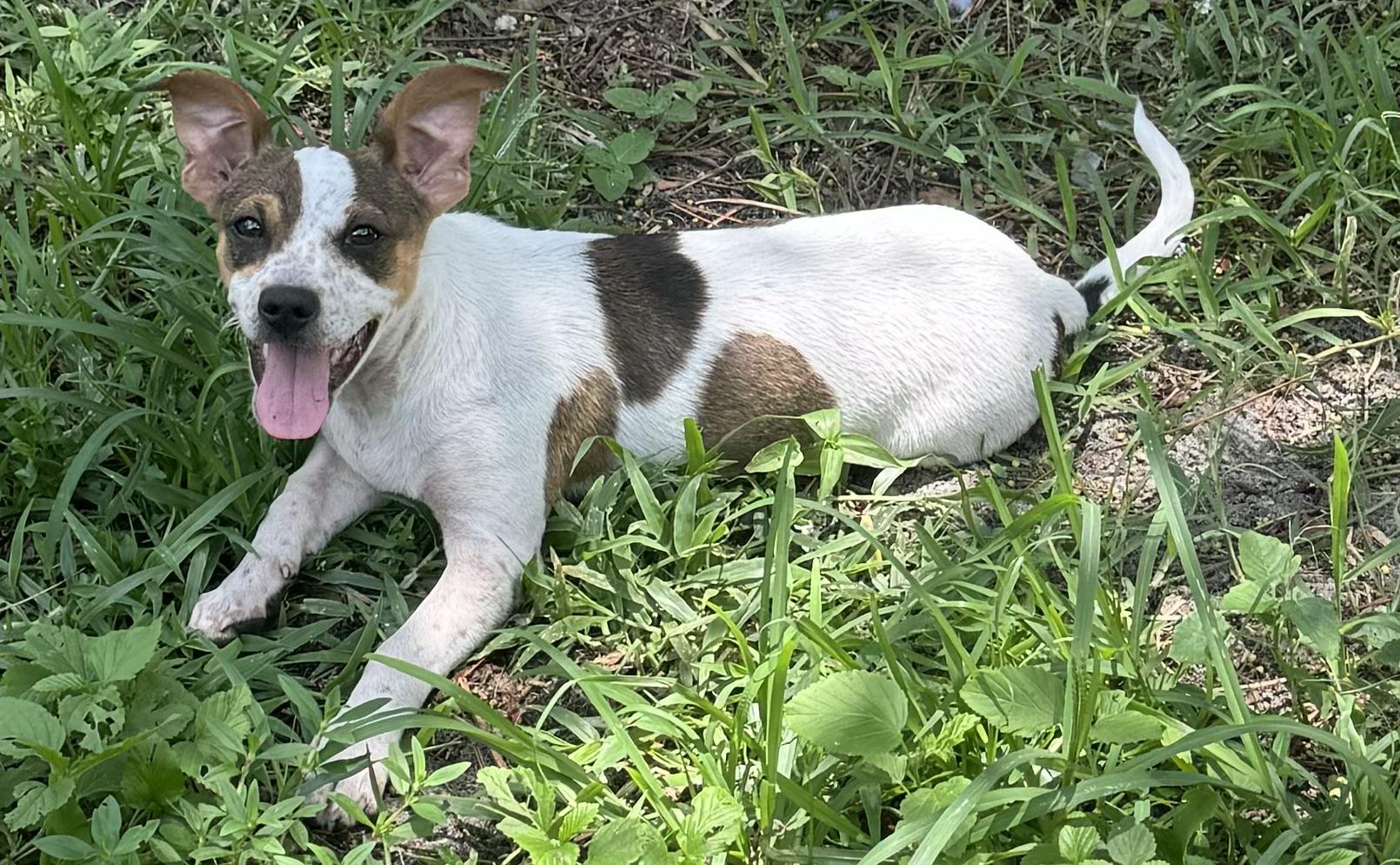 STITCH, Baby Male Rat Terrier