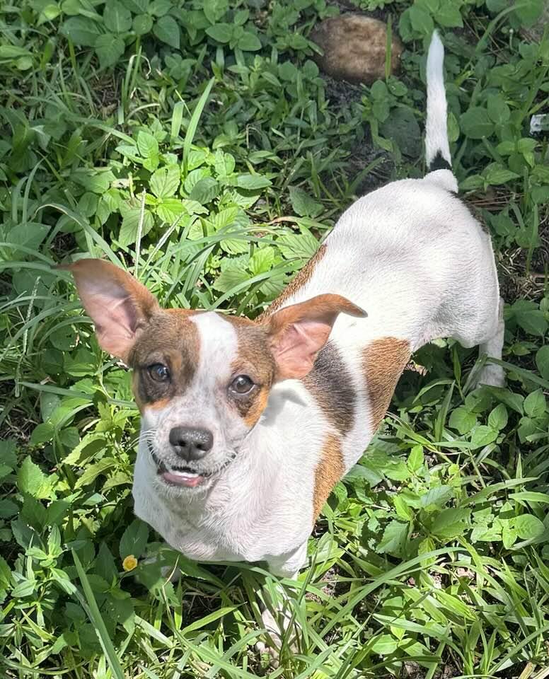 Enlarge STITCH, a Adoptable mixed breed in Royal Palm Beach, FL image 2/3