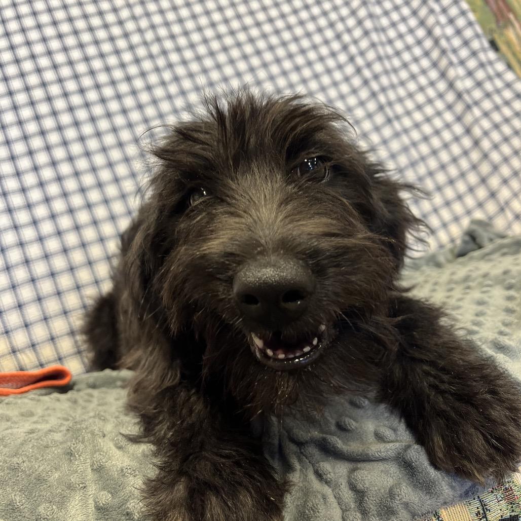 Hawk, Adoptable, Puppy Male Mixed Breed.