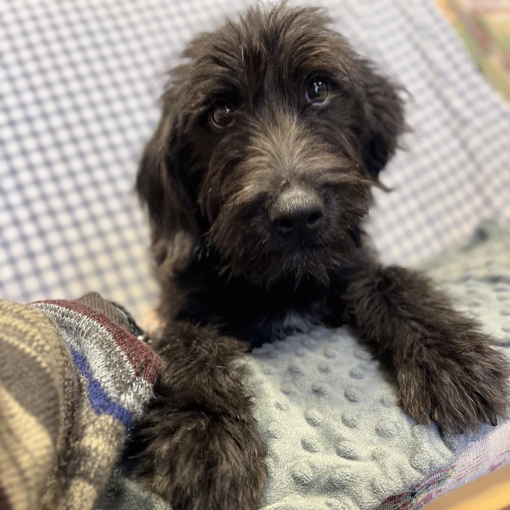 Enlarge Hawk, a Adoptable Mixed Breed in Park City, UT image 2/4