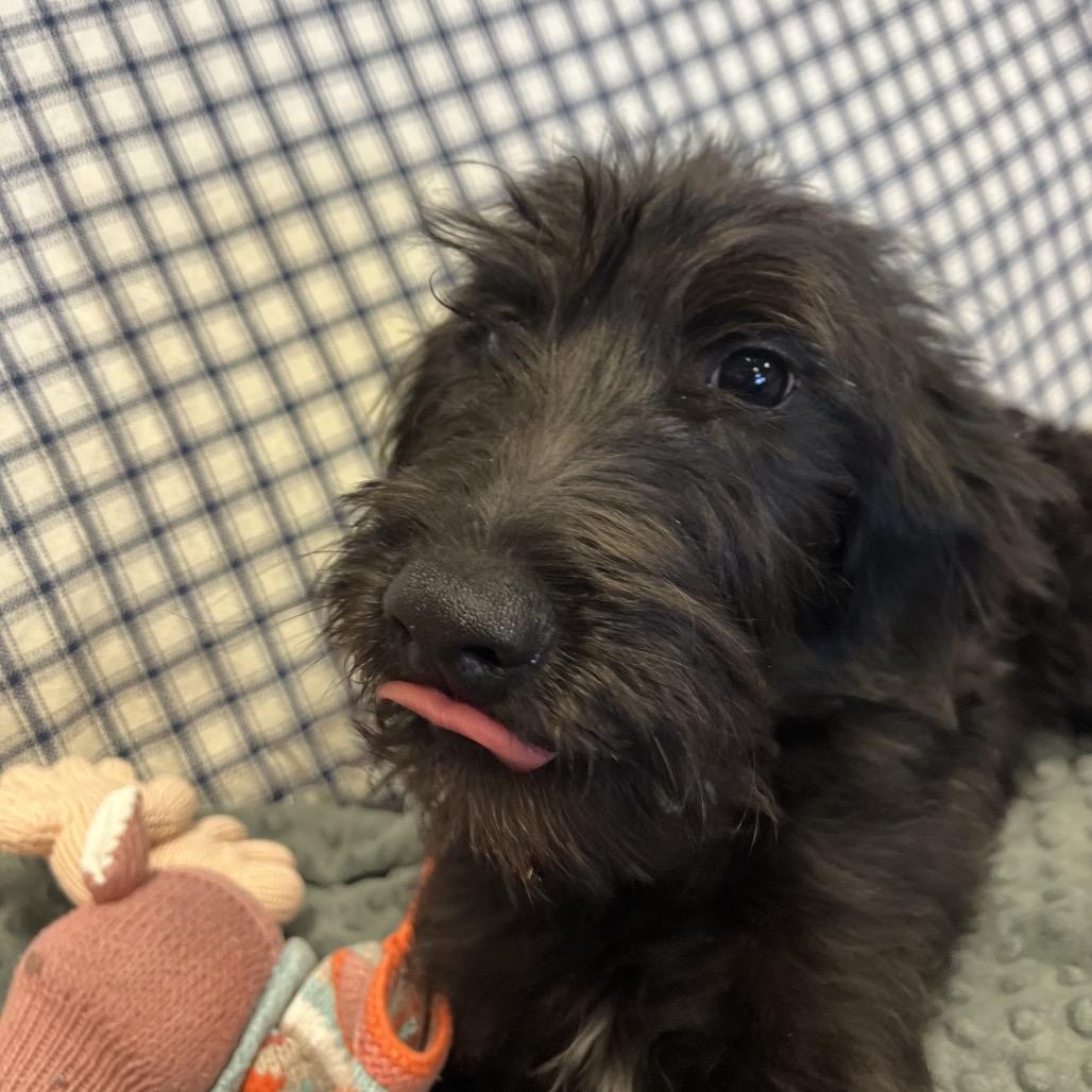 Enlarge Hawk, a Adoptable Mixed Breed in Park City, UT image 3/4