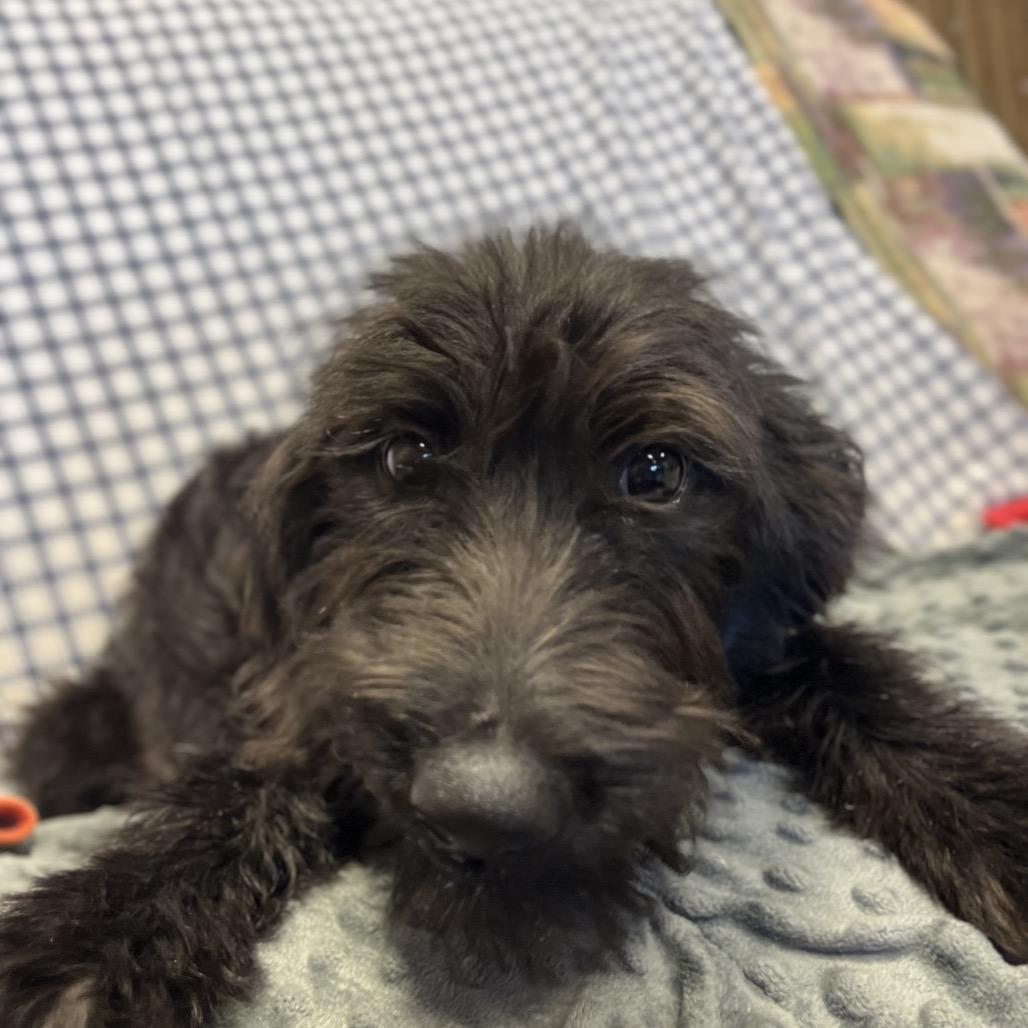 Enlarge Hawk, a Adoptable Mixed Breed in Park City, UT image 4/4