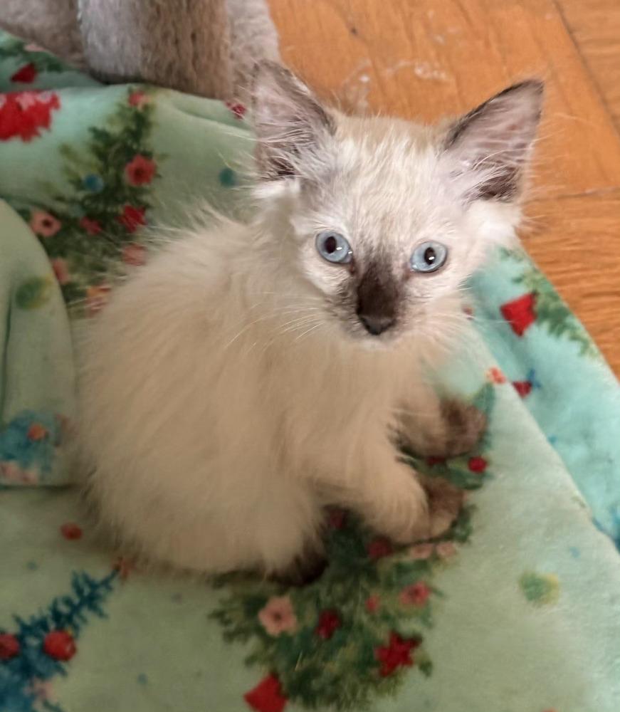 Li-Na, Adoptable, Kitten Female Siamese.