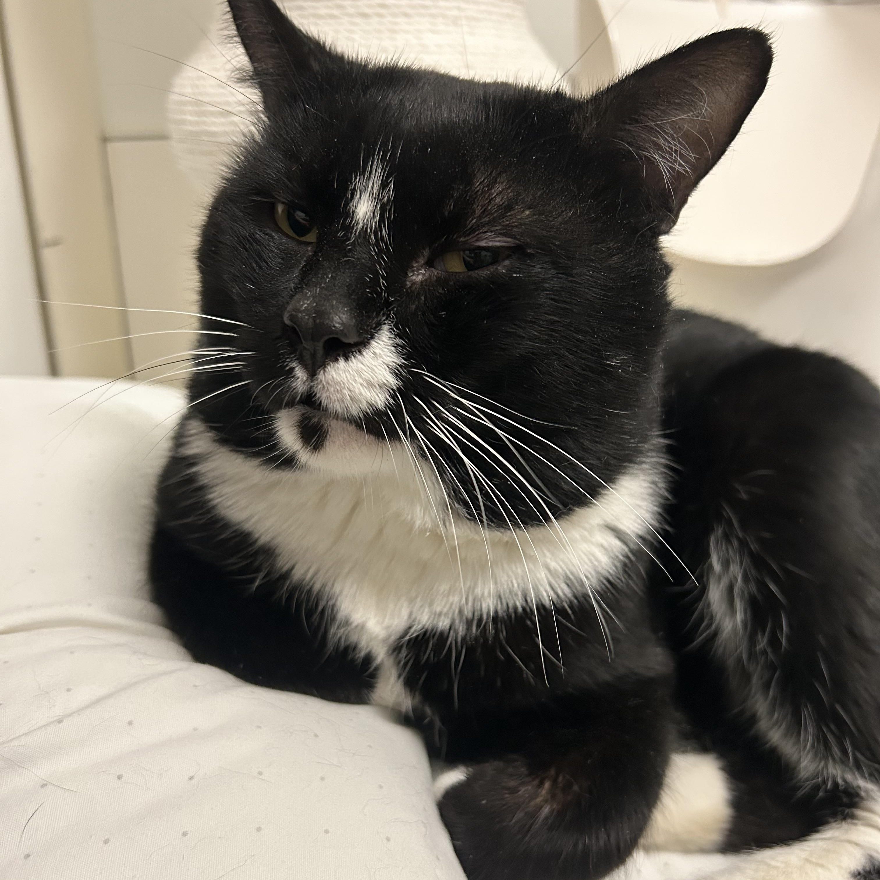 Enlarge Smashburger , a ADOPTABLE American Shorthair in Brooklyn, NY image 4/4