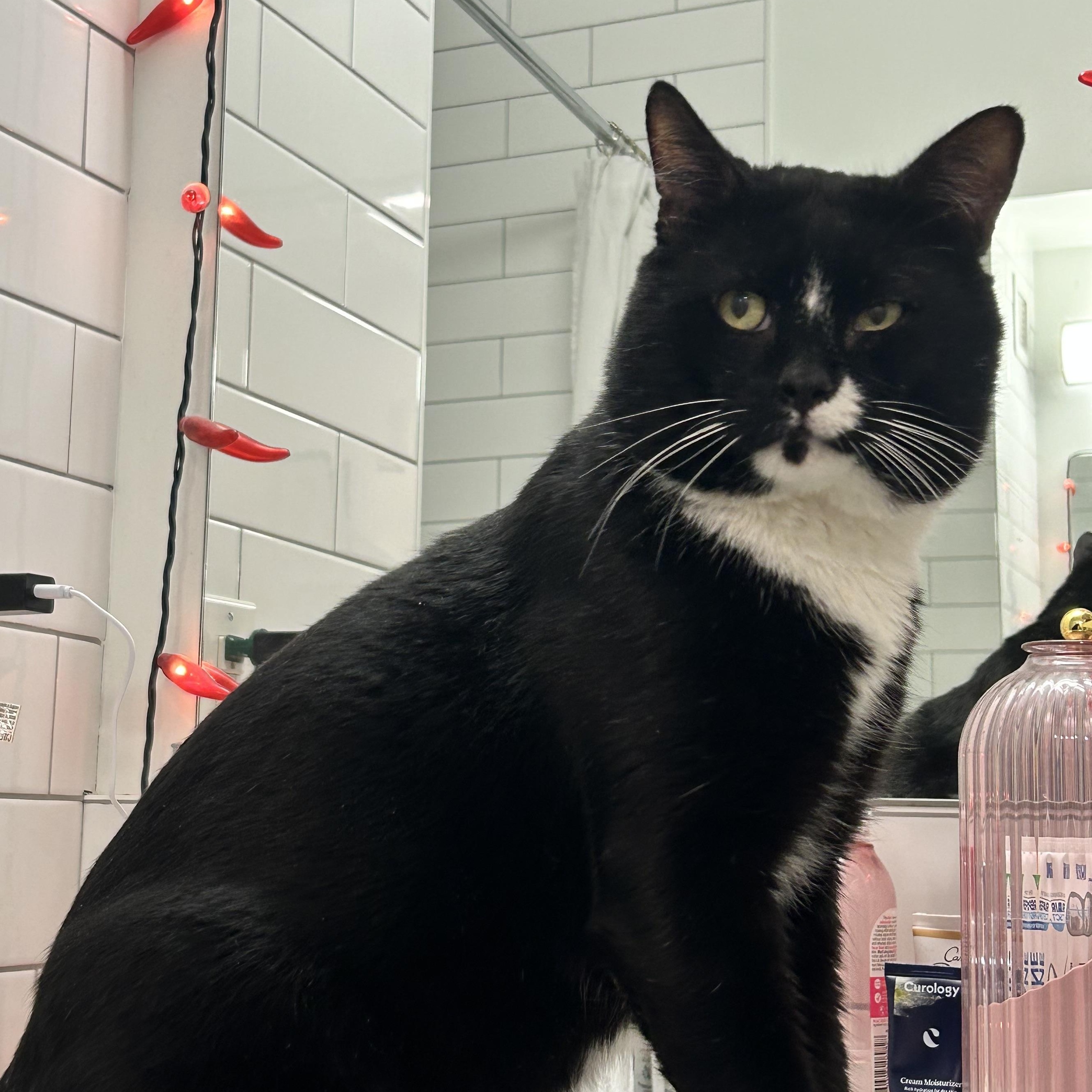 Enlarge Smashburger , a ADOPTABLE American Shorthair in Brooklyn, NY image 2/4