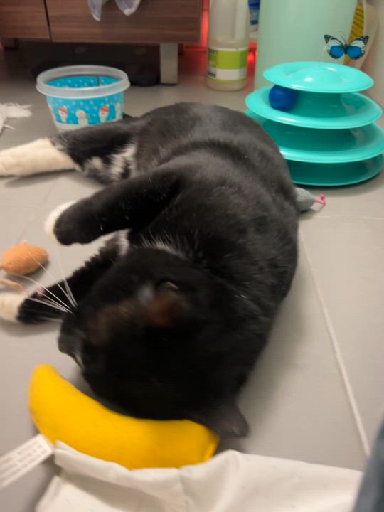 Enlarge Smashburger , a ADOPTABLE American Shorthair in Brooklyn, NY video 3/4