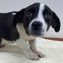 Enlarge CHOWDER, a Adoptable mixed breed in Indiantown, FL image 1/2