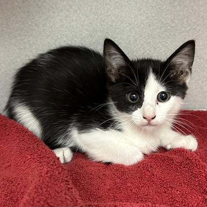 -Shilo, adopted, Kitten Female Domestic Medium Hair.