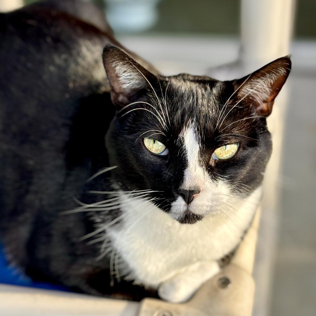 Rusty, a Adoptable Domestic Short Hair in Newark, DE image 3/6