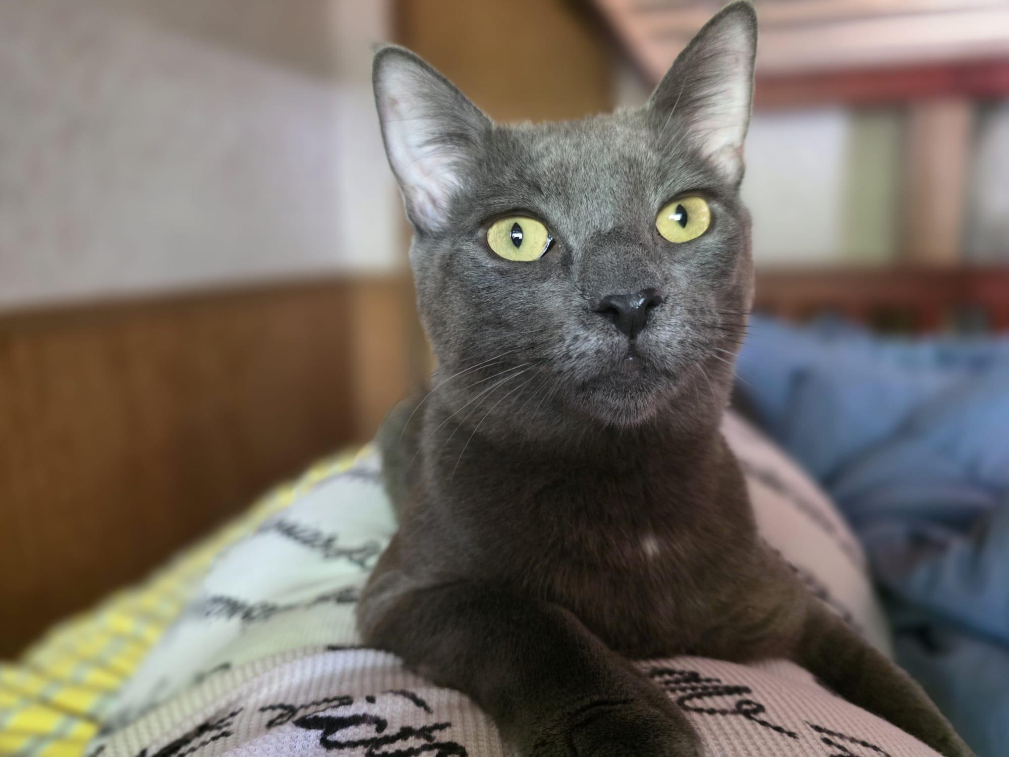 Bluey, Adopted, Young Female Domestic Short Hair.