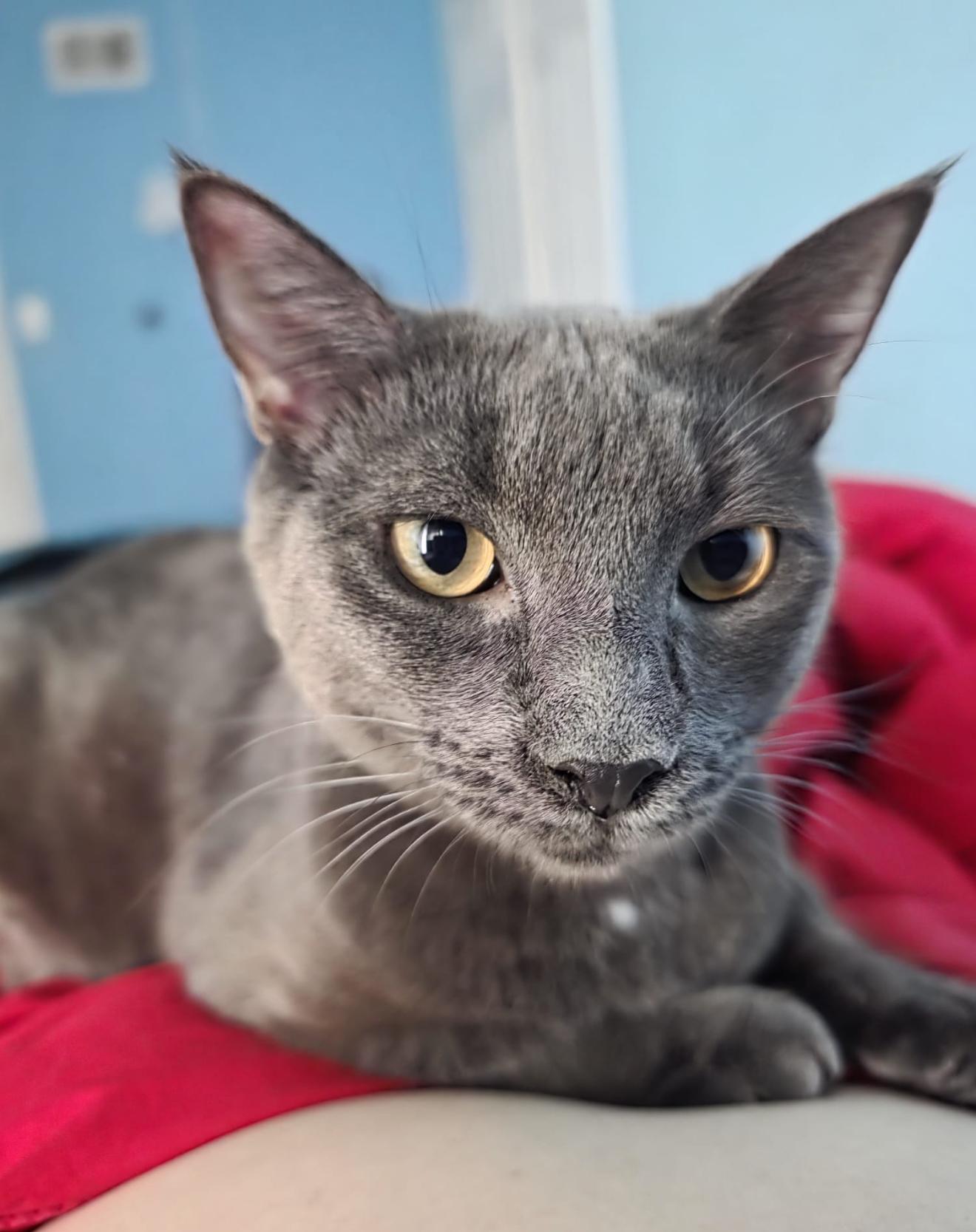 Bluey, a Adopted Domestic Short Hair in Staten Island, NY image 5/5