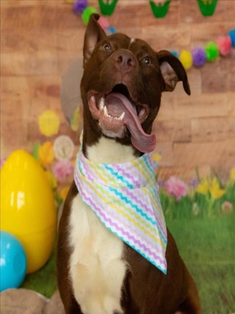 ARCHIE, Adoptable, Young Male Pit Bull Terrier & Mixed Breed.