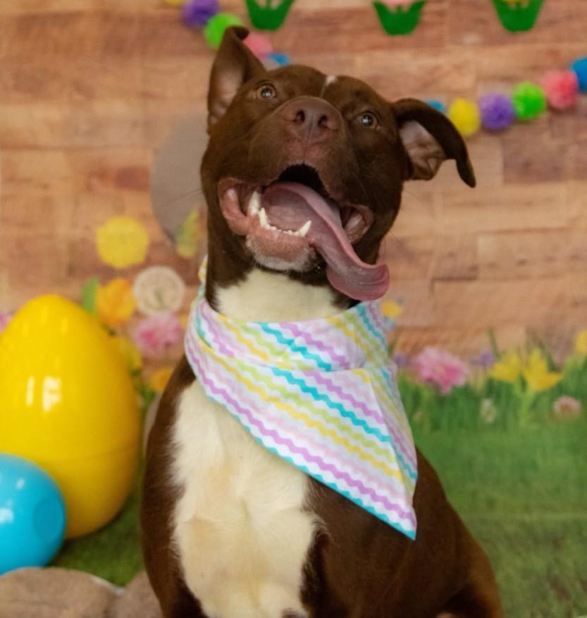 ARCHIE, Adoptable, Young Male Pit Bull Terrier & Mixed Breed.